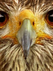 Preview wallpaper eagle, eye, bird