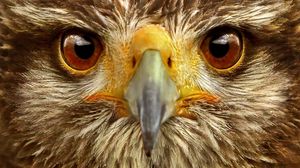 Preview wallpaper eagle, eye, bird