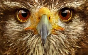 Preview wallpaper eagle, eye, bird