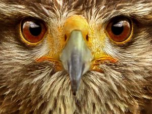 Preview wallpaper eagle, eye, bird