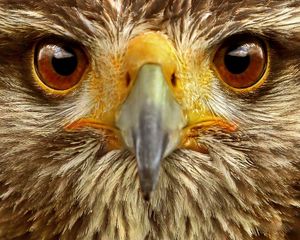 Preview wallpaper eagle, eye, bird