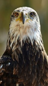 Preview wallpaper eagle, eyes, predator, bird