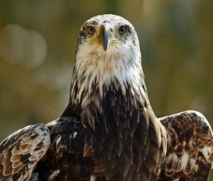 Preview wallpaper eagle, eyes, predator, bird