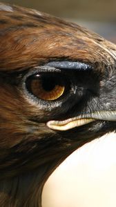 Preview wallpaper eagle, face, beak, predator, bird