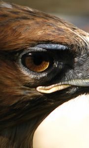 Preview wallpaper eagle, face, beak, predator, bird