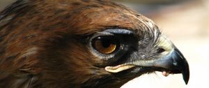 Preview wallpaper eagle, face, beak, predator, bird