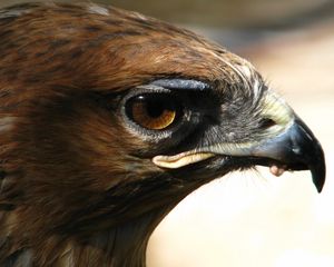 Preview wallpaper eagle, face, beak, predator, bird