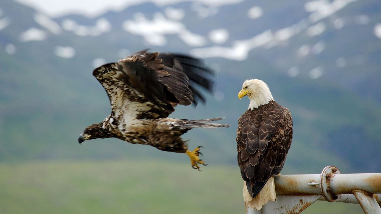 Wallpaper eagle, falcon, bird, predator, flying, sky