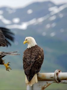 Preview wallpaper eagle, falcon, bird, predator, flying, sky