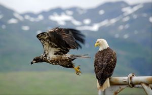 Preview wallpaper eagle, falcon, bird, predator, flying, sky
