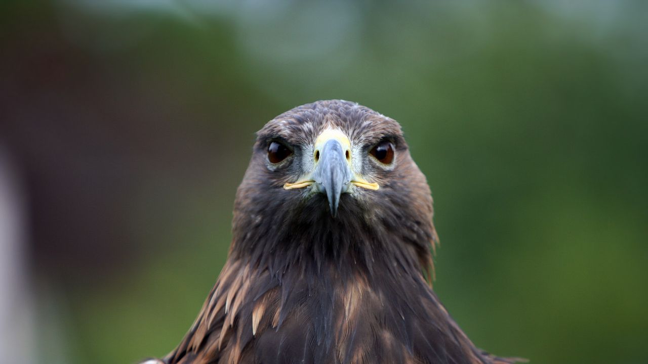 Wallpaper eagle, feathers, beak