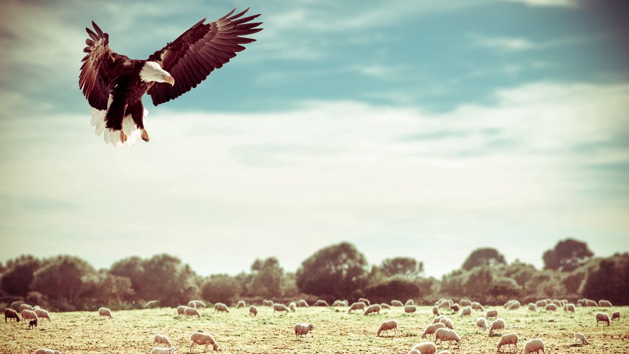 Wallpaper eagle, field, flight, sky