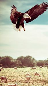 Preview wallpaper eagle, field, flight, sky