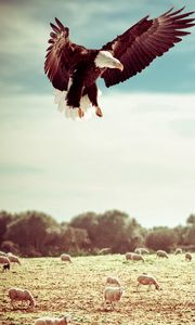 Preview wallpaper eagle, field, flight, sky