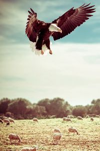 Preview wallpaper eagle, field, flight, sky