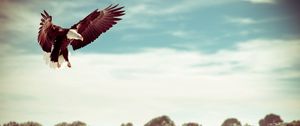 Preview wallpaper eagle, field, flight, sky