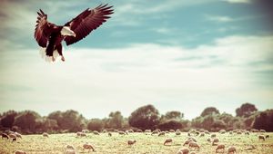 Preview wallpaper eagle, field, flight, sky