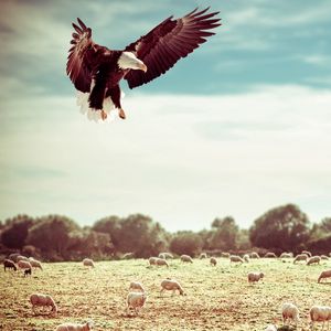 Preview wallpaper eagle, field, flight, sky