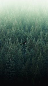 Preview wallpaper eagle, flight, forest, aerial view