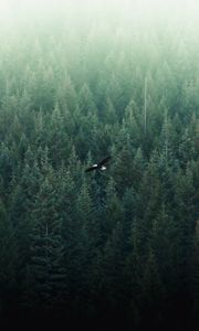 Preview wallpaper eagle, flight, forest, aerial view