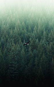 Preview wallpaper eagle, flight, forest, aerial view