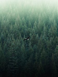 Preview wallpaper eagle, flight, forest, aerial view