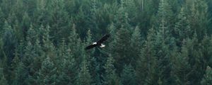 Preview wallpaper eagle, flight, forest, aerial view