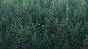 Preview wallpaper eagle, flight, forest, aerial view
