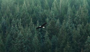 Preview wallpaper eagle, flight, forest, aerial view