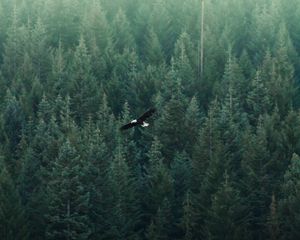 Preview wallpaper eagle, flight, forest, aerial view