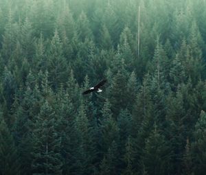 Preview wallpaper eagle, flight, forest, aerial view