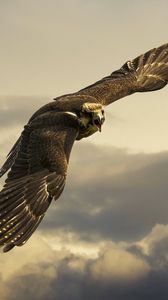 Preview wallpaper eagle, flight, sky, wings, clouds