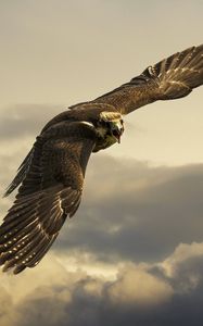 Preview wallpaper eagle, flight, sky, wings, clouds