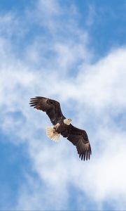 Preview wallpaper eagle, flight, wings, freedom