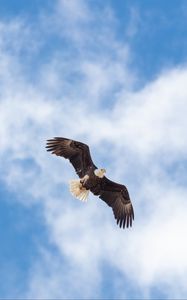 Preview wallpaper eagle, flight, wings, freedom