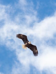 Preview wallpaper eagle, flight, wings, freedom