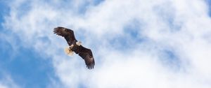 Preview wallpaper eagle, flight, wings, freedom