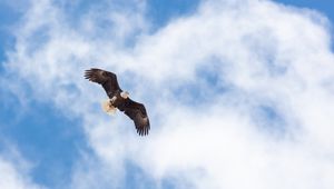 Preview wallpaper eagle, flight, wings, freedom