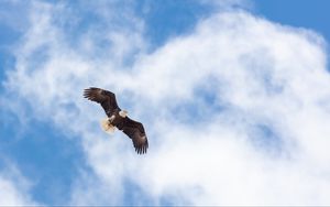 Preview wallpaper eagle, flight, wings, freedom