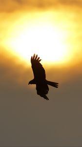 Preview wallpaper eagle, flight, wings, sun