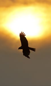 Preview wallpaper eagle, flight, wings, sun