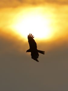 Preview wallpaper eagle, flight, wings, sun