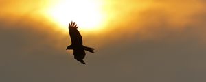 Preview wallpaper eagle, flight, wings, sun