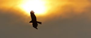 Preview wallpaper eagle, flight, wings, sun