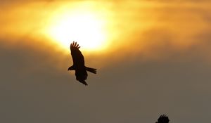 Preview wallpaper eagle, flight, wings, sun