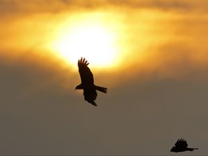Preview wallpaper eagle, flight, wings, sun