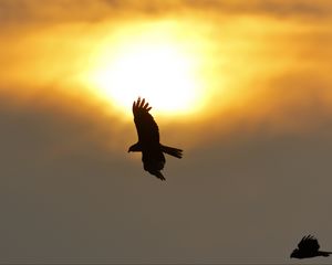 Preview wallpaper eagle, flight, wings, sun