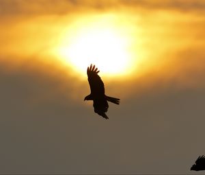Preview wallpaper eagle, flight, wings, sun