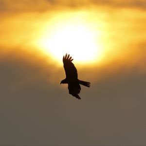 Preview wallpaper eagle, flight, wings, sun