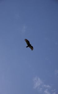 Preview wallpaper eagle, flight, wings, bottom view